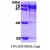 SDS-Page: Hsc70 Protein [NBP1-30278] - HSC70, 73.1 kDa (666aa), confirmed by MALDI-TOF with a purity of 90% by SDS - PAGE